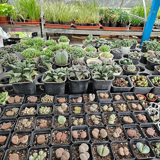 80 Pcs Nursery Pots 4 Inch, Plastic Seed Starting Pot with Drainage Holes, Sturdy Seedling pots for Planting, Succulents, Transplanting, Cuttings (Black)