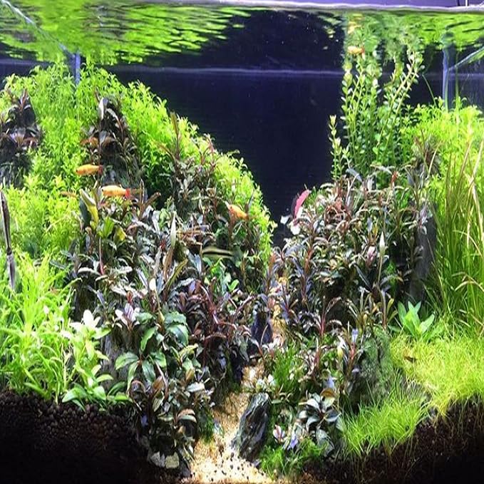 Greenpro | Pearl Weed Hemianthus Micranthemoides Potted US Farm Live Aquarium Plants Midground for Fish Tank Decoration
