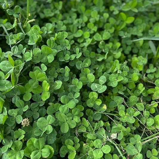 Micro Clover Seed for Lawn - 25 Lb Bulk - ~10 Million Microclover Seeds for Planting - Drought-Tolerant Mini Grass Alternative by Mountain Valley Seed Company