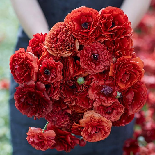 Eden Brothers Ranunculus Bulbs - Chocolate