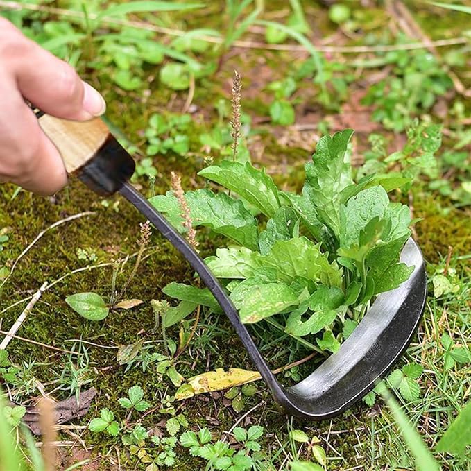 Kana Hoe 217 Japanese Garden Tool - Hand Hoe/Sickle is Perfect for Weeding and Cultivating,Solid Wood Handle for Gardening Tools