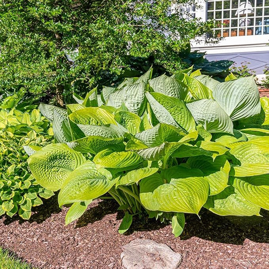 3 Big & Giant Hosta Perennial Mix, Blue-Green and Yellow-Green Masssive Large Leaves | Perfect for Trim, Shade, Flower and Landscaper Gardens Attract Butterflies and Pollinatiors