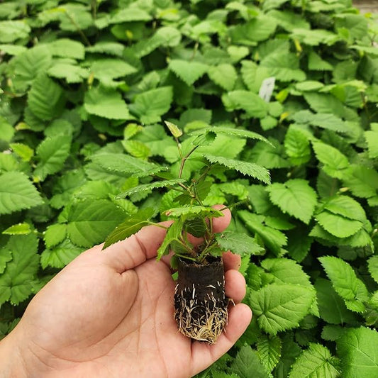 Blackberry Plant Collection (4 Pack) Live Fruit Plants for Planting | 4 Different Varieties for a Continuous Harvest | Thornless & Thorny Mix| Large, Sweet & Juicy Berries |Perfect for Organic Gardens
