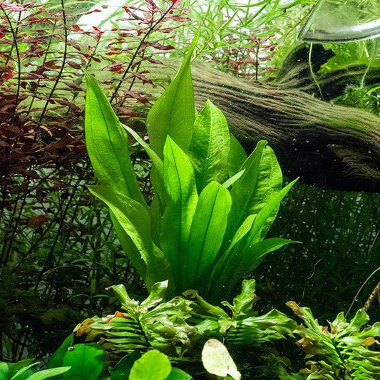 SubstrateSource Live Plant - Amazon Sword (Echinodorus Bleheri) - Beginner Friendly, Easy Care, Medium Light, Midground to Background Placement - Freshwater Aquarium Decoration - 1 Bunch (4-5 Plants)