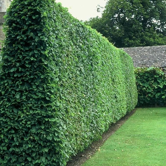 Curled Leaf Privet | 3 Live Quart Size Plants | Ligustrum Japonicum Recurvifolium, Evergreen Flowering Privacy Hedge, Ornamental Shrub for Lush Landscapes