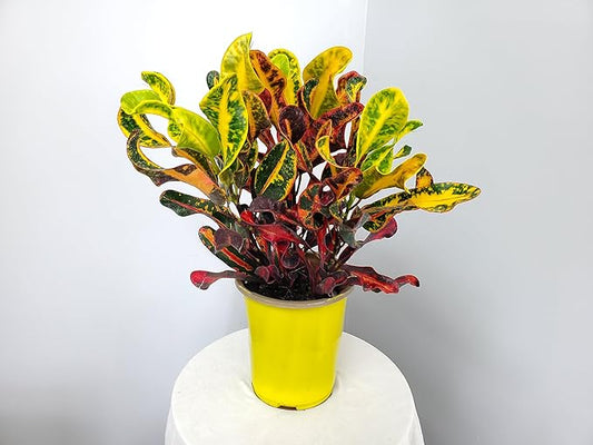 Croton Mammy - 16" to 20" Overall Height - Live Variegated Plant - Tropical Plants of Florida (Plant in Growers Pot)