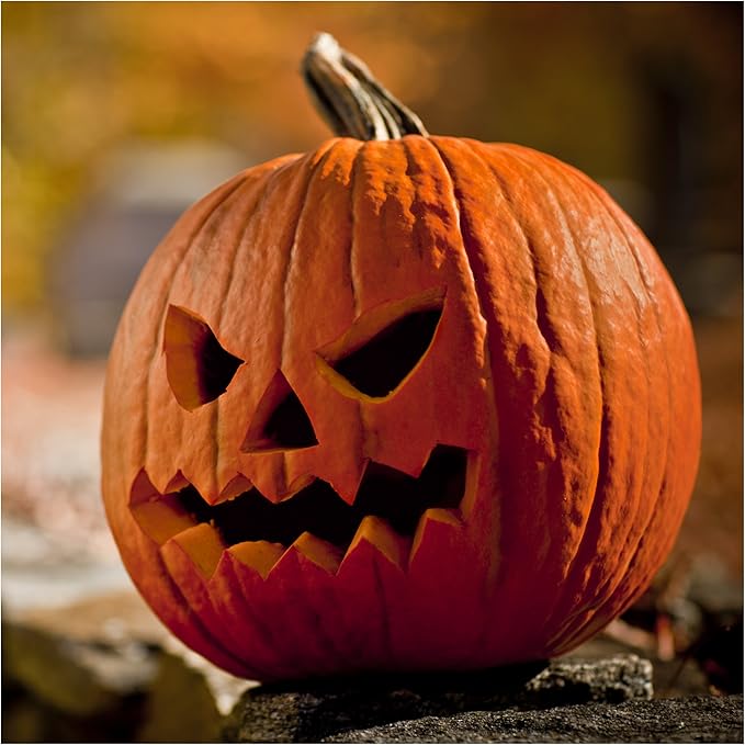 Seed Needs Spooky Blend Pumpkin Seeds - 30 Heirloom Seeds for Planting (Lumina White, Jack O Lantern, Baby Boo, Blue Jarrahdale, Cinderella & More!) Non-GMO & Untreated (1 Small Pack)
