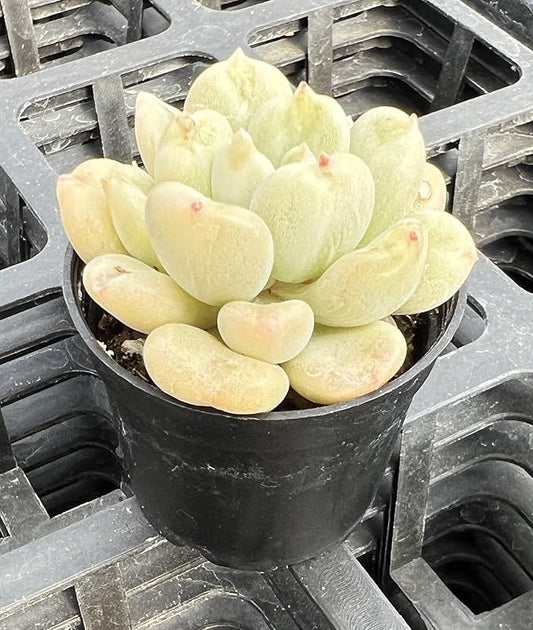 Sprout N Green Echeveria Bill Gates sp., Rare Live Succulent Plant Fully Rooted in 2" Planter with Soil, Home Office Indoor Outdoor Wedding Decoration DIY Projects Party Favor