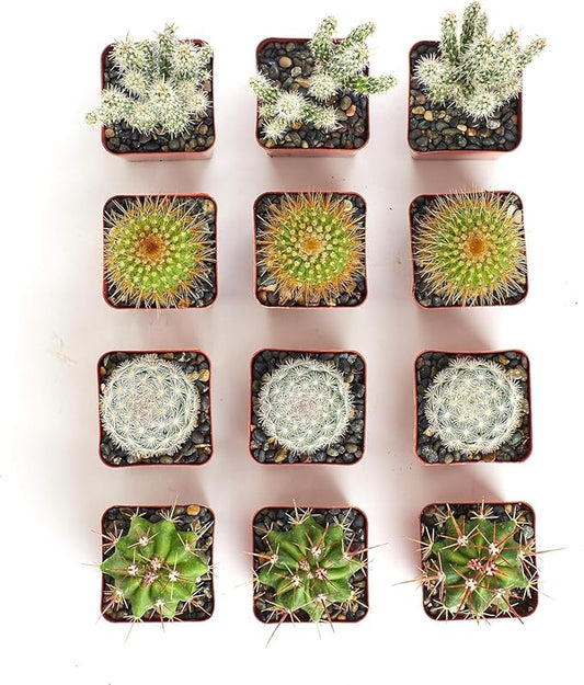 Shop Succulents | Can't Touch This Collection | Assortment of Hand Selected, Fully Rooted Live Indoor Cacti Plants, 12-Pack