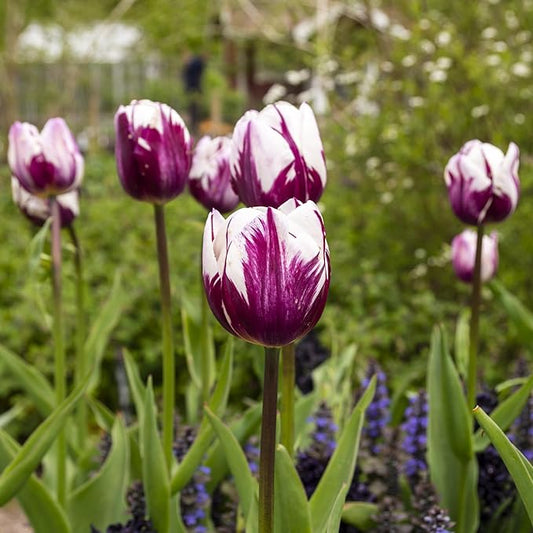 Blueberry Swirl Tulip Flowers - 40 Bulbs and Bonus Gift - Vibrant Purple & White Perennial Blooms | Dramatic Spring Tulips for Garden & Cut Flowers | Pollinator Friendly | USDA Zones 3–8