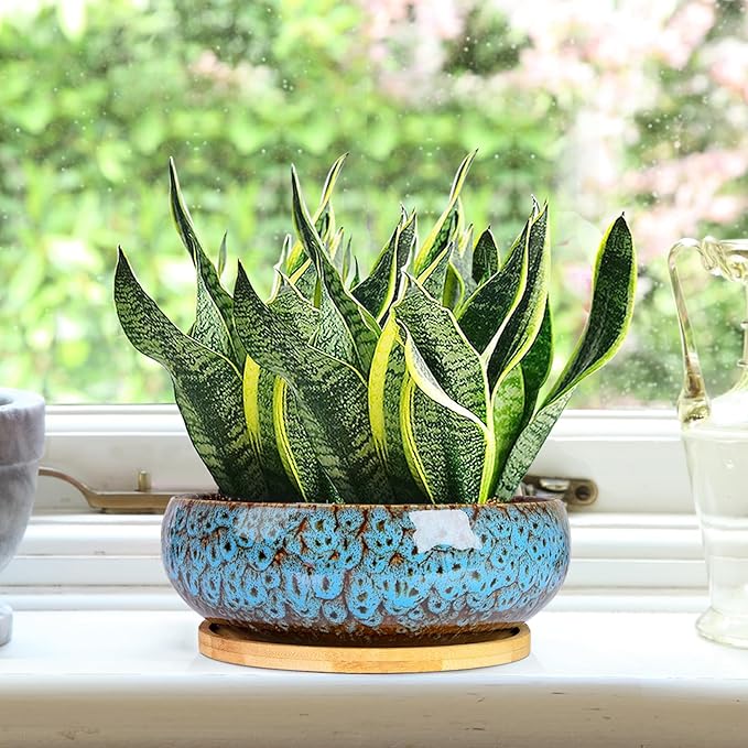 ARTKETTY Succulent Pots - 7.5 Inch Large Plant Pot with Bamboo Tray, Shallow Bonsai Pots with Drainage, Ceramic Planter for Indoor Plants, Cactus, Home Office Desk Decor