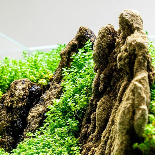 Ultum Nature Systems Dwarf Baby Tears Hemianthus Callitrichoides Cuba Tissue Culture Live Plant for Aquarium, Aquascape, Planted Freshwater Fish Tanks - 100% Snail Free in Vitro