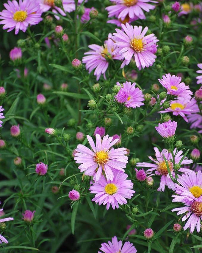 Perennial Farm Aster X 'Wood's Pink' – Live Dwarf Aster Perennial in #1 Container, Compact Habit with Rose-Pink Daisy-Like Blooms, Pollinator Friendly, Long Blooming, Great for Borders & Fall Gardens