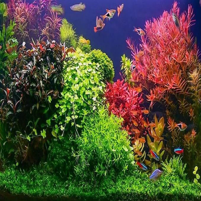 Mainam Pearl Weed Hemianthus Micranthemoides Potted US Nursery Live Aquarium Plants Decorations Freshwater Fish Tank Aquatic Plant3 Days Live Guaranteed