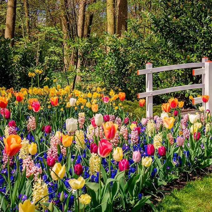 50 Mix Flowers Bulbs for Fall Planting, Perennial Flower Bulbs, Early Spring Flower to Plant Outside, 50 Days of Blooms, Colorful Blooms Groundcover Bulbs, Top Size, 5 Random Varieties
