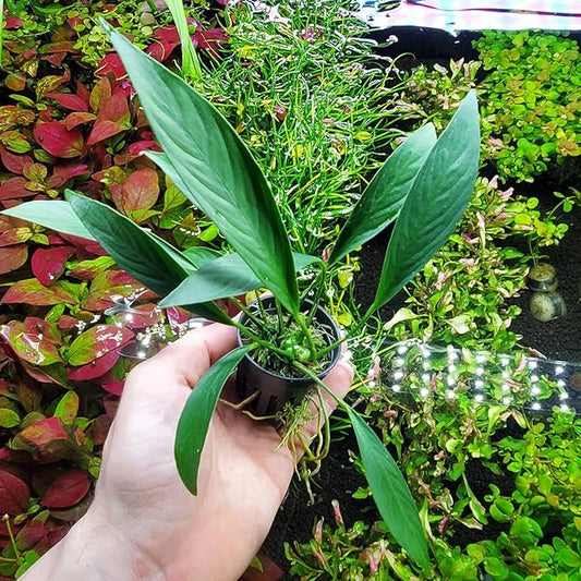 SubstrateSource Anubias Live Aquarium Plants - Potted Freshwater Plant for Fish Tanks, Terrariums - Beginner Friendly Low Light (Glabra, 1 Pot)