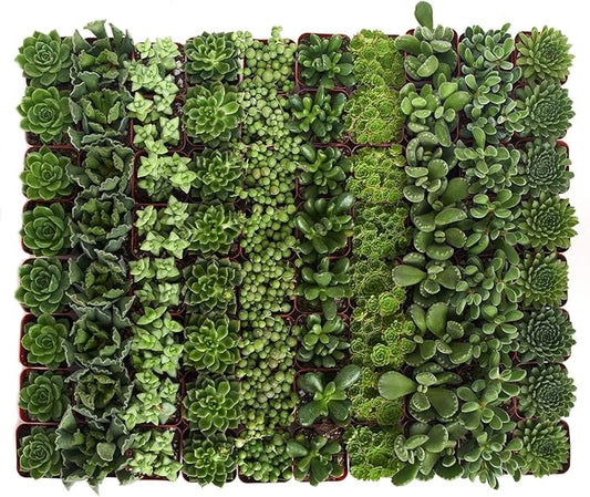 Shop Succulents Verde Succulent Plant Pack Bulk Collection - Live Mini Succulent Plants, Low Maintenance, Mix of Green Succulents & Textures - Wedding and Party Favors, Gift & Garden, Pack of 256
