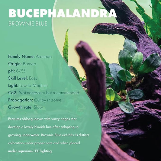 SubstrateSource Bucephalandra Brownie Blue Potted Live Aquarium Plant - Natural Freshwater Fish Tank Decorations, Aquatic Décor