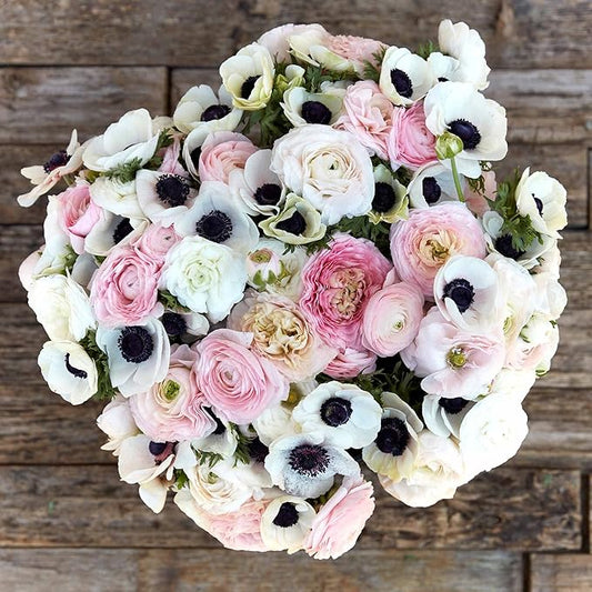 Eden Brothers Anemone & Ranunculus Bulbs - Paris in Spring Collection