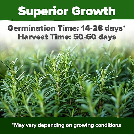 HOME GROWN π¨π¦π π£π₯ππ ππ¨π Rosemary Seeds Pack - 150 High Germinating π‘π’π‘-ππ π’ Heirloom Herb Seeds for Planting in Indoor or Outdoor Herb Gardens (Salvia rosmarinus)