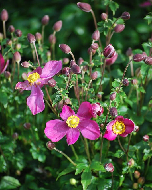 Perennial Farm Anemone x Hybrida Fantasy™ 'Red Riding Hood' – Live Windflower in #1 Container, Bright Rose-Pink Blooms, Compact Habit, Long Blooming, Deer Resistant, Great for Borders & Shade Gardens