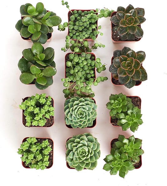 Shop Succulents | Verde Collection | Assortment of Hand Selected, Fully Rooted Live Indoor Green Succulent Plants, 12-Pack