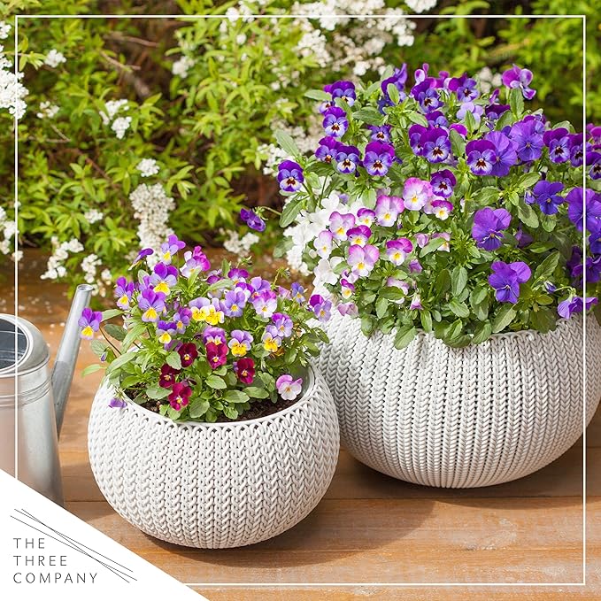 Live Healthy Flowering Pansies - Purple (4 Plants Per Pack), Beautiful Fall Color, 6" Tall by 4" Wide in 1 Pint Square Pot