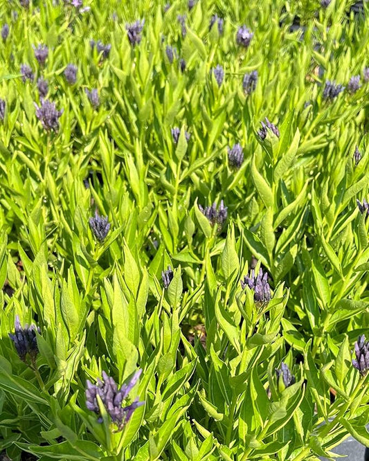 Perennial Farm Amsonia X 'Blue Ice' – Live Perennial in #1 Container, Clusters of Deep Blue Star-Shaped Blooms, Compact Habit, Drought Tolerant, Low Maintenance, Ideal for Borders & Landscapes