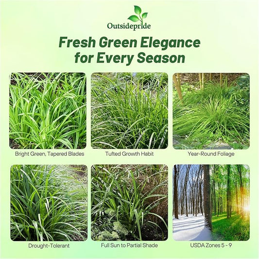 Outsidepride Carex Fresh Look Ornamental Grass Seed – 200 Pcs. Perennial, Low-Maintenance, Drought-Tolerant Grass Seeds with Low Growing Foliage for Borders, Ground Covers, & Outdoor Living Spaces