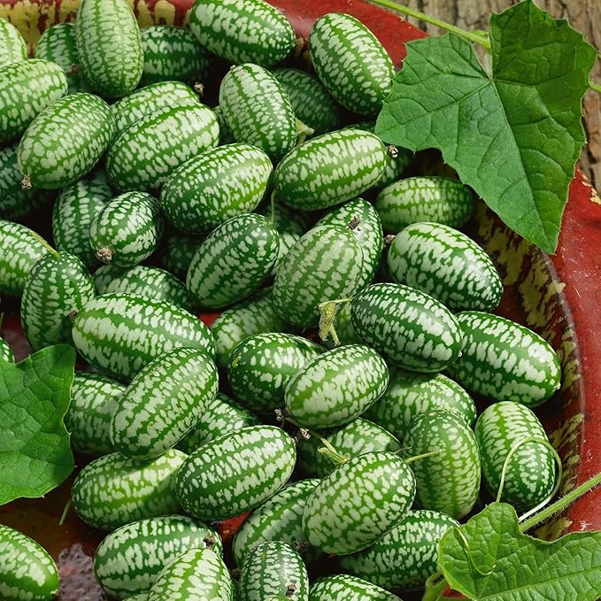 Cucamelon Seeds - 4 Oz ~3600 Seeds - Heirloom, Non-GMO Gardening - AKA: Mexican Sour Gherkin, Sandia De Raton