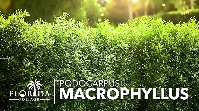 Podocarpus Macrophyllus Japanese Yew | 3 Live Plants | Podocarpus macrophyllus | Privacy Hedge Shrub | Evergreen Landscaping Plants for Gardens & Borders