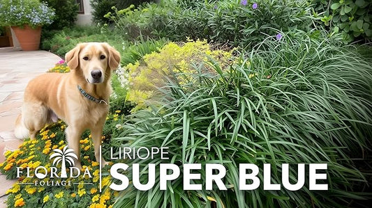 Super Blue Liriope Muscari - 10 Live Plants - Evergreen Ground Cover Grass