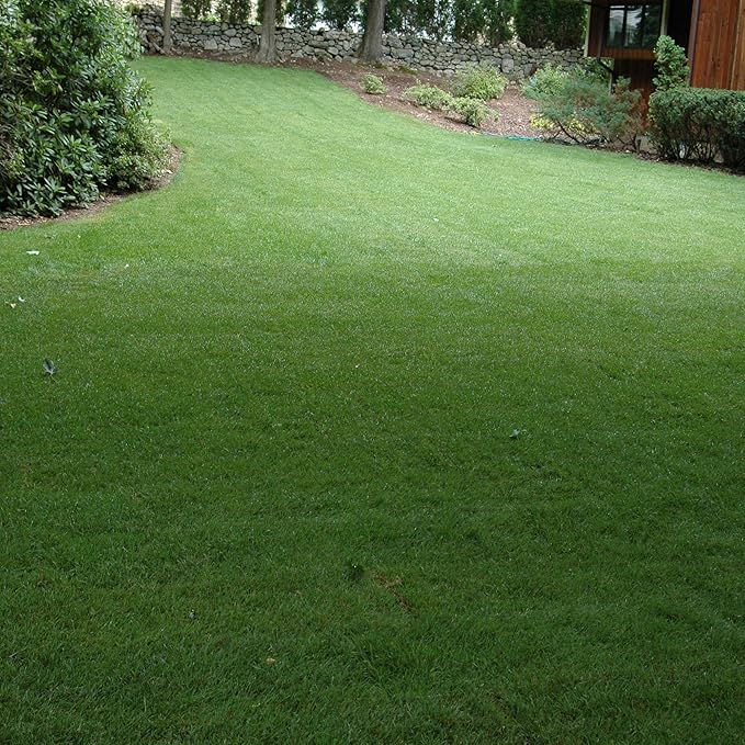 Outsidepride SPF-30 Hybrid Bluegrass Seeds - 25 lbs. Heat & Drought Tolerant, Texas Bluegrass & Kentucky Bluegrass Seed Mix for Challenging Climates, OptiGrowth Coated for Better Establishment