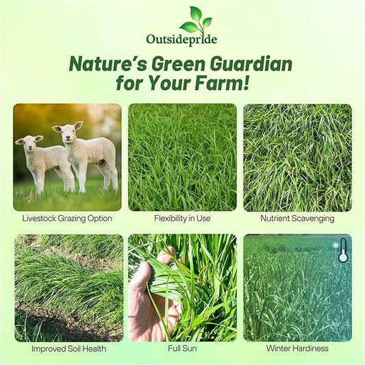 Outsidepride Ryegrass Seeds - 50 lb. Annual, Hardy & Fast-Growing, Cover Crop Seeds for Planting Glossy Dark Green Grass Leaves, Ideal for Hay Foraging, Pasture Grazing & Erosion Control