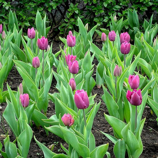Lavender Purple Triumph Tulip Flowers – Gardener’s Favorite 10‑Bulbs| Pure & Variegated Lavender-Purple Spring Blooms | Sturdy Mid-Spring Perennials – Attracts Bees & Butterflies - USDA Zones 3–8