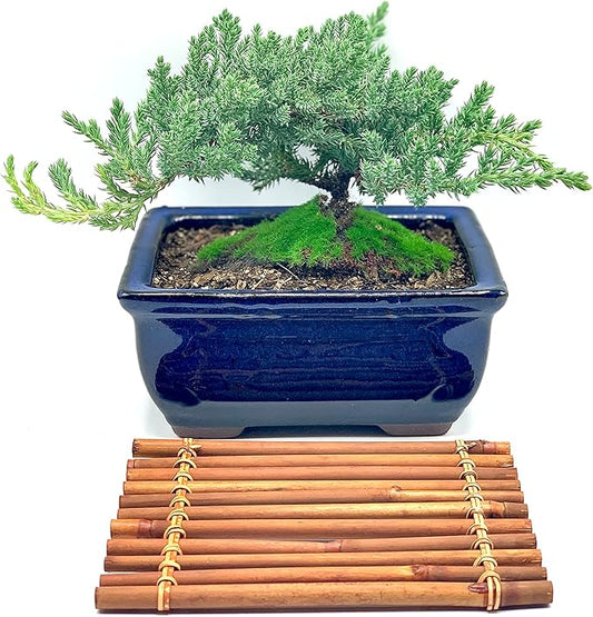Live Dwarf Juniper Bonsai Tree 7 Year Old with Hand-Made Bamboo Stand | Juniper or Jade Bonsai Tree | Indoor/Outdoor | 100% Handcrafted| Home and Office Décor | Best Gift for Holiday