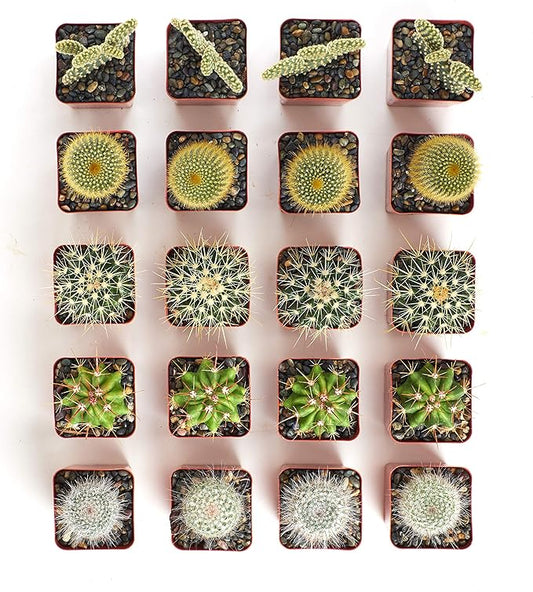Shop Succulents Premium Live Mini Cactus Plants in Bulk 2" Pots, Easy Care Indoor or Outdoor Gardening, Terrariums, Favors, & Contemporary Spaces with Hardy, Resilient Varieties, Pack of 256