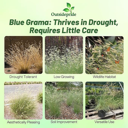 Outsidepride Blue Grama Native Grass Seed - 5 lb. Perennial, Drought Tolerant & Low Maintenance, Pasture Seeds for Planting Densely Tufted Leaves, Ideal for Hay Foraging, Grazing & Erosion Control