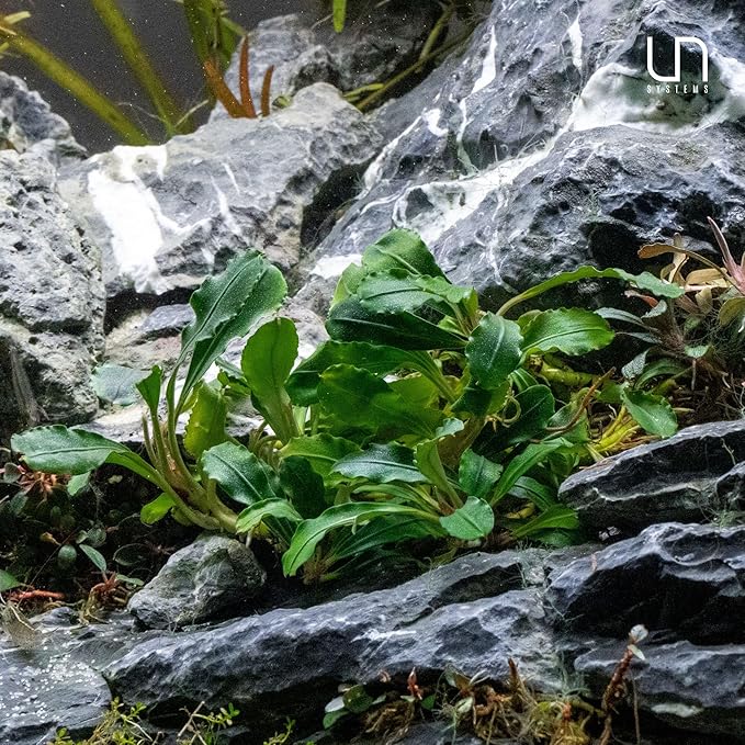 Ultum Nature Systems Live Tissue Culture - Bucephalandra Brownie Phoenix - Easy, Low-Med Light - Dark Green, Red, Purple Accent - Foreground to Midground - 100% Snail Free Grown in-Vitro - Small Cup