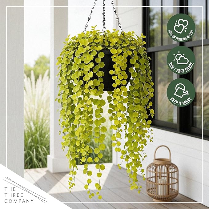 Creeping Jenny Live Plant (Lysimachia nummularia) - 2 Plants Per Pack - Healthy Trailing Perennial - Beautiful Accent Plant - 6" Tall by 4" Wide in 1 Pt Pot