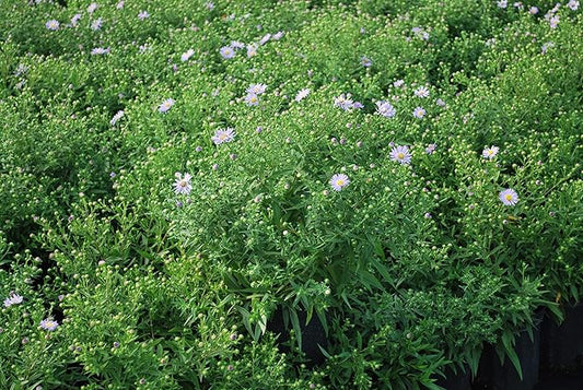 Perennial Farm Aster Dumosus 'Wood's Blue' (Wood Aster) – Live Perennial Plant in #1 Container, Masses of Blue Daisy-Like Blooms, Compact & Hardy, Pollinator Friendly, Borders & Fall Gardens
