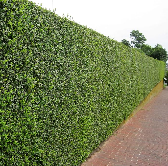 Curled Leaf Privet - Ligustrum Japonicum Recurvifolium - 40 Live Plants - Evergreen Flowering Privacy Hedge