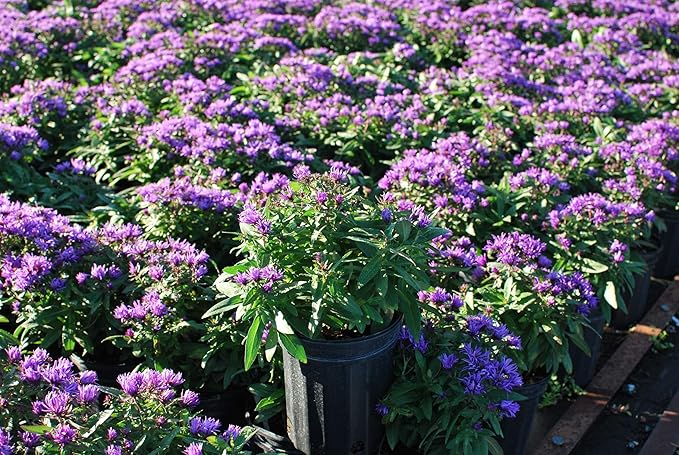 Perennial Farm Aster Novae-Angliae 'Purple Dome' – Live Dwarf New England Perennial in #1 Container, Compact Habit with Violet-Purple Blooms, Late Season, Pollinator Friendly, Ideal for Borders & Beds