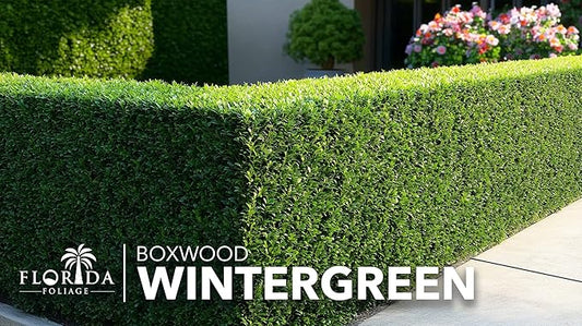 Wintergreen Boxwood | 3 Quart Size Plants | Buxus Microphylla | Evergreen Shrub, Dense Foliage, Formal Garden, Low Maintenance, Privacy Hedge, Year-Round Interest, Landscaping Shrub