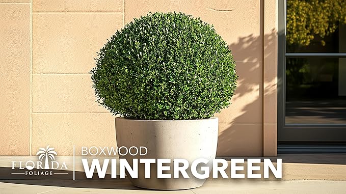 Wintergreen Boxwood | 10 Live Plants | Buxus Microphylla | Evergreen Shrub, Dense Foliage, Formal Garden, Low Maintenance, Privacy Hedge, Year-Round Interest, Landscaping Shrub