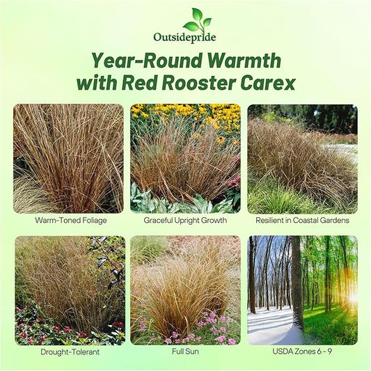 Outsidepride Carex Red Rooster Ornamental Grass Seed – 400 Pcs. Perennial, Low-Maintenance, Drought-Tolerant Grass Seeds with Low Growing Foliage for Borders, Ground Covers, & Outdoor Living Spaces