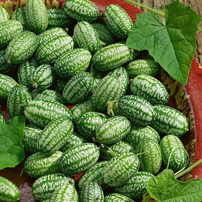 Cucamelon Seeds - Heirloom, Non-GMO Gardening - AKA: Mexican Sour Gherkin, Sandia De Raton (1 Oz)