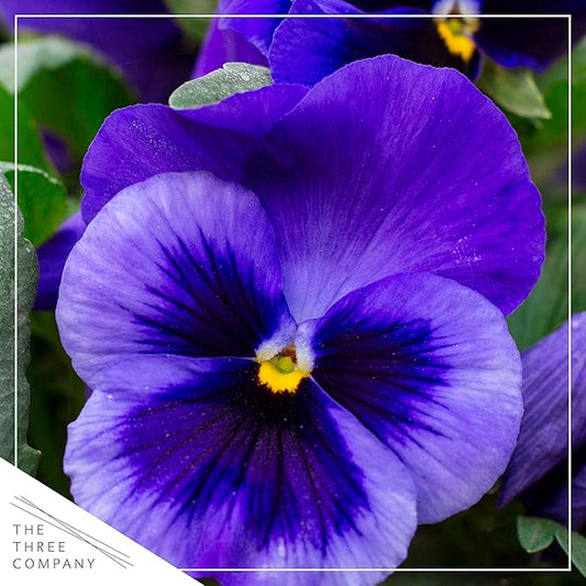 Live Healthy Flowering Pansies - Purple Blotch (4 Plants Per Pack), Beautiful Fall Color, 6" Tall by 4" Wide in 1 Pint Square Pot