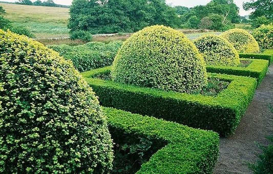Winter Gem Boxwood - 15 Live Plants - Low Maintenance Formal Evergreen Hedge