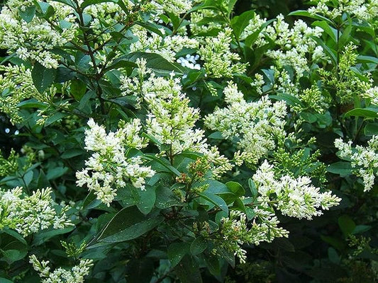 Ligustrum Curled Leaf Privet | 20 Live Plants | Ligustrum Japonicum 'Recurvifolium' | Ornamental Shrub | Privacy Hedge Plants